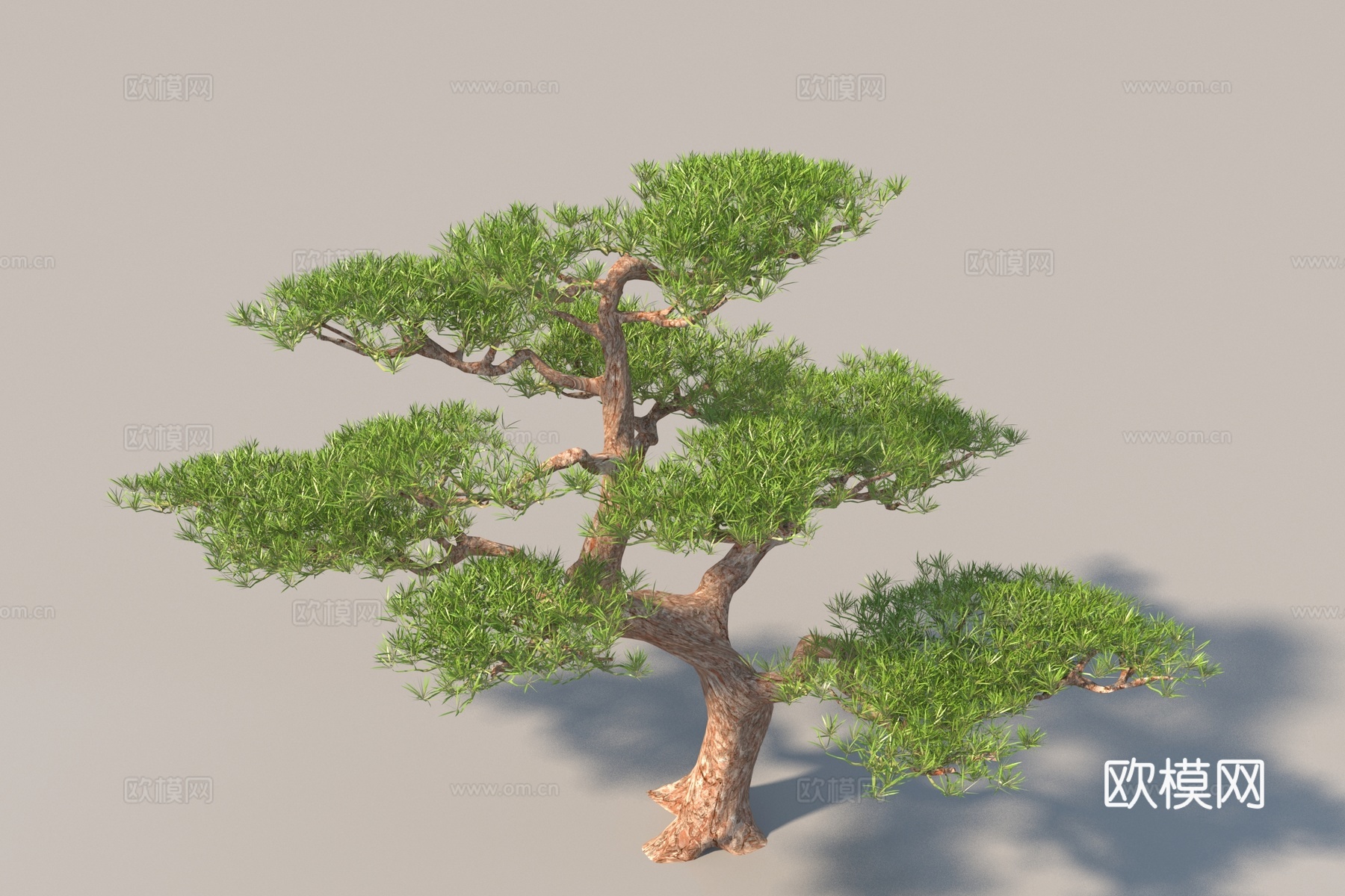 现代松树 景观树3d模型