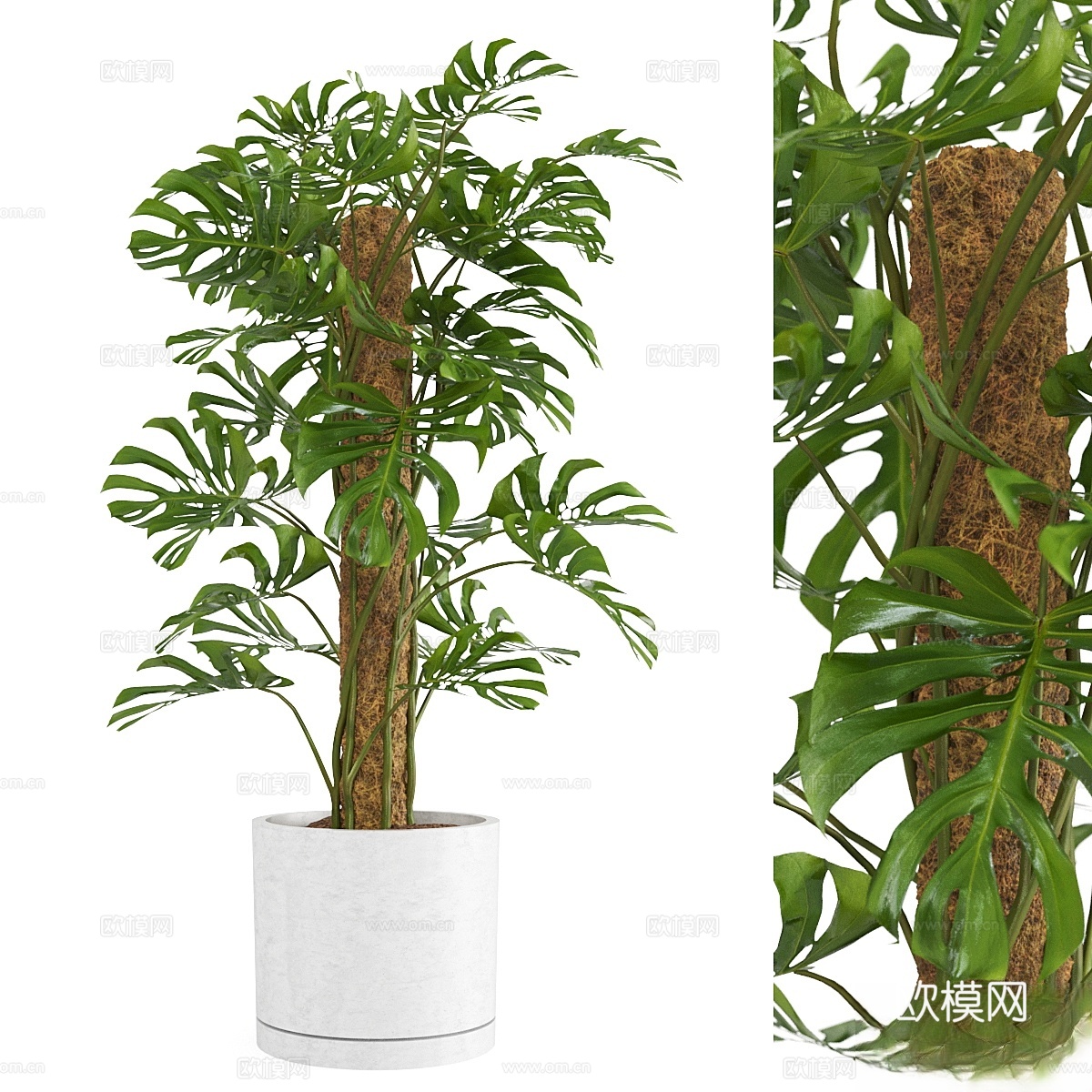 室内龟背竹植物3d模型