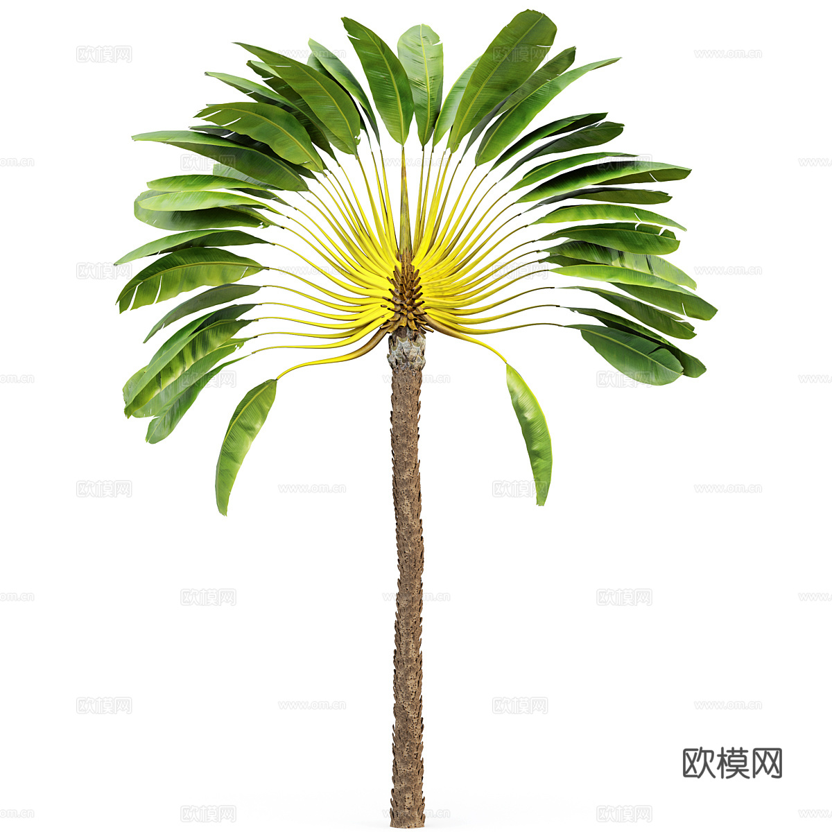 棕榈树 槟榔树3d模型