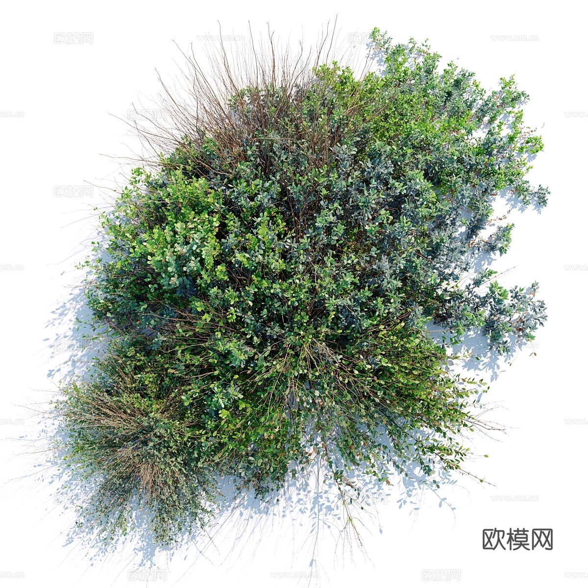 野灌木3d模型