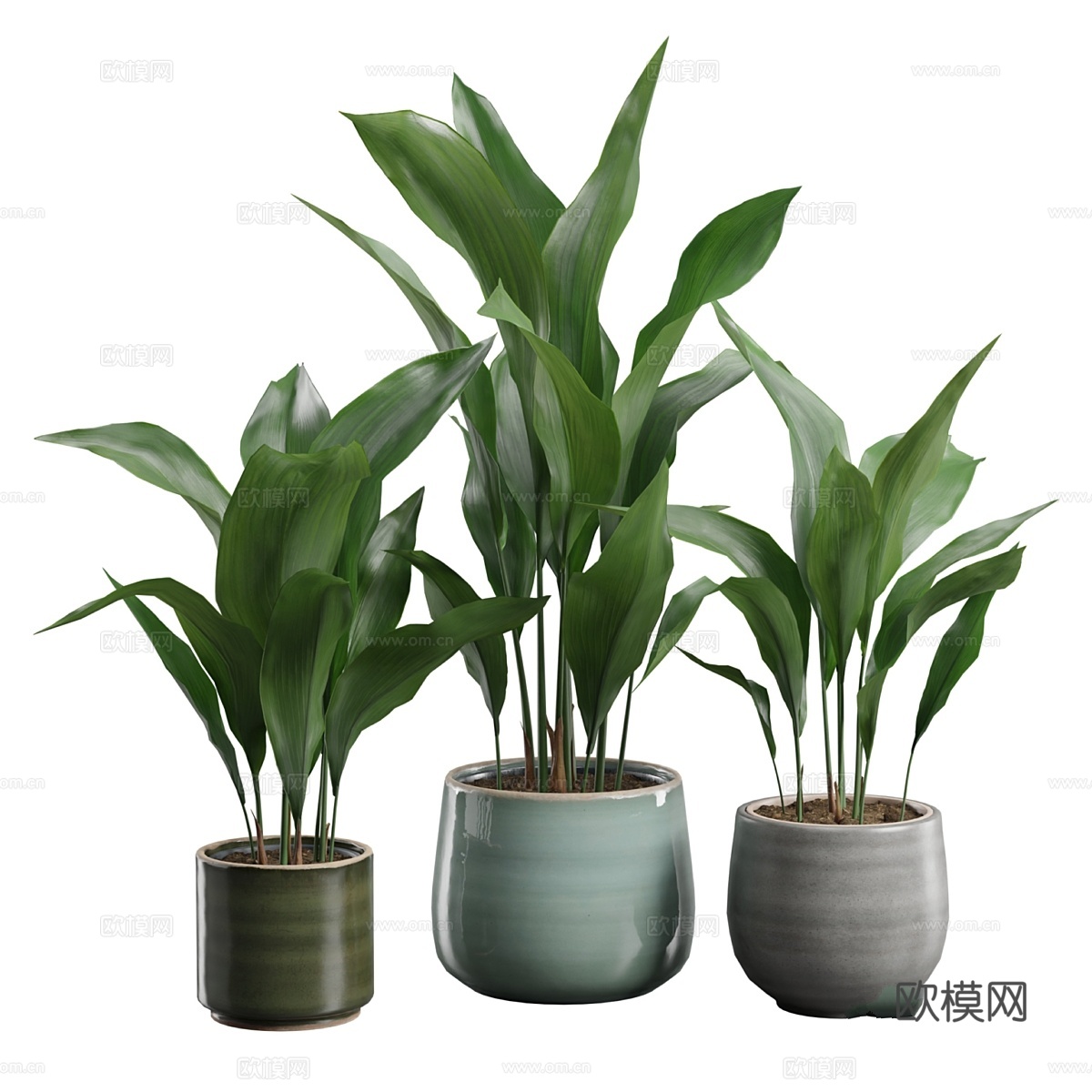 Aspidistra Elatior 套装3d模型
