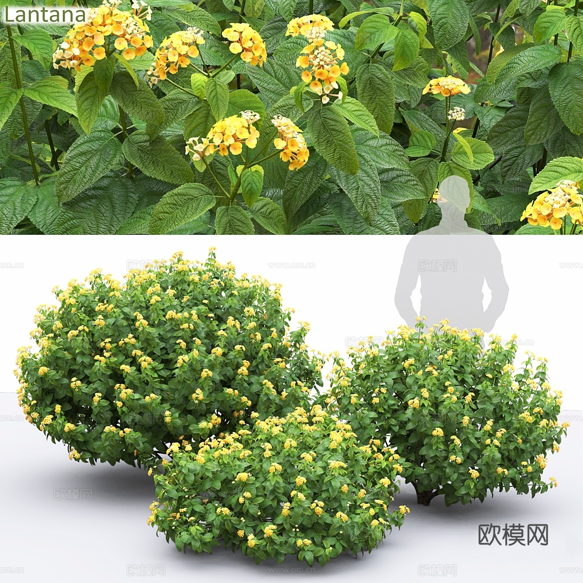 兰花3d模型