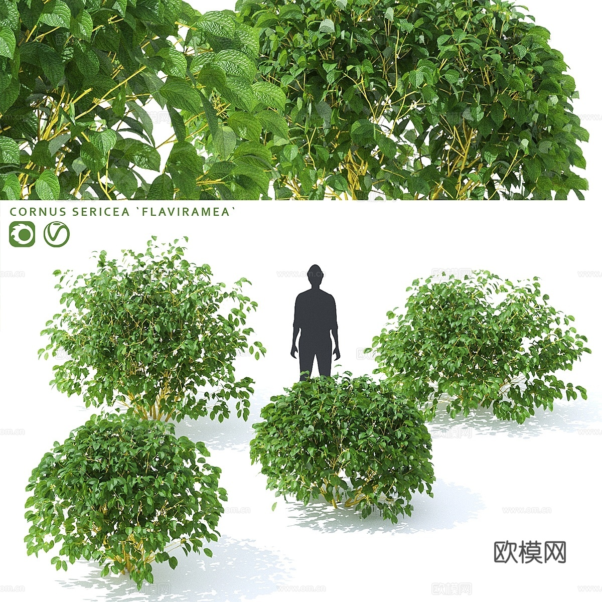 发芽的狗牙花 Cornus sericea `Flavira3d模型