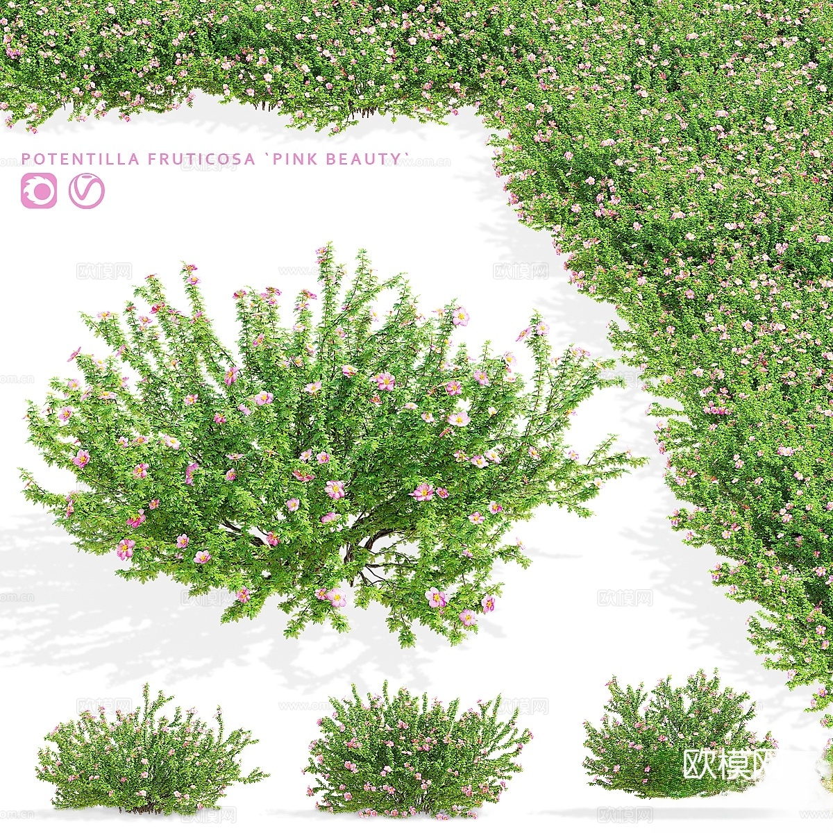 Potentilla fruticosa 粉色美人3d模型