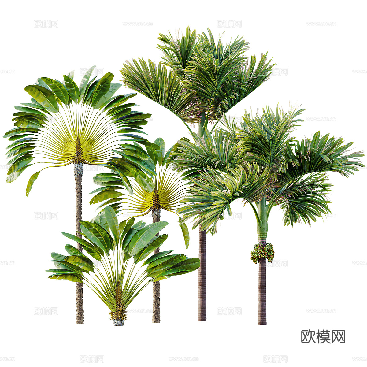 棕榈树 槟榔树3d模型