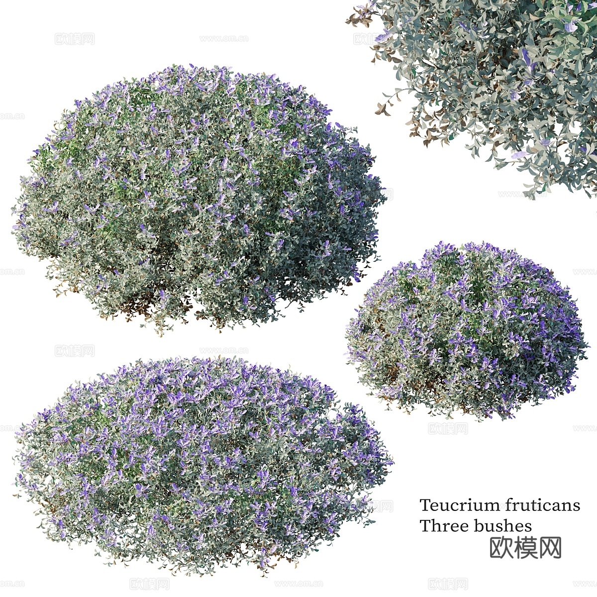 Teucrium fruticans3d模型下载