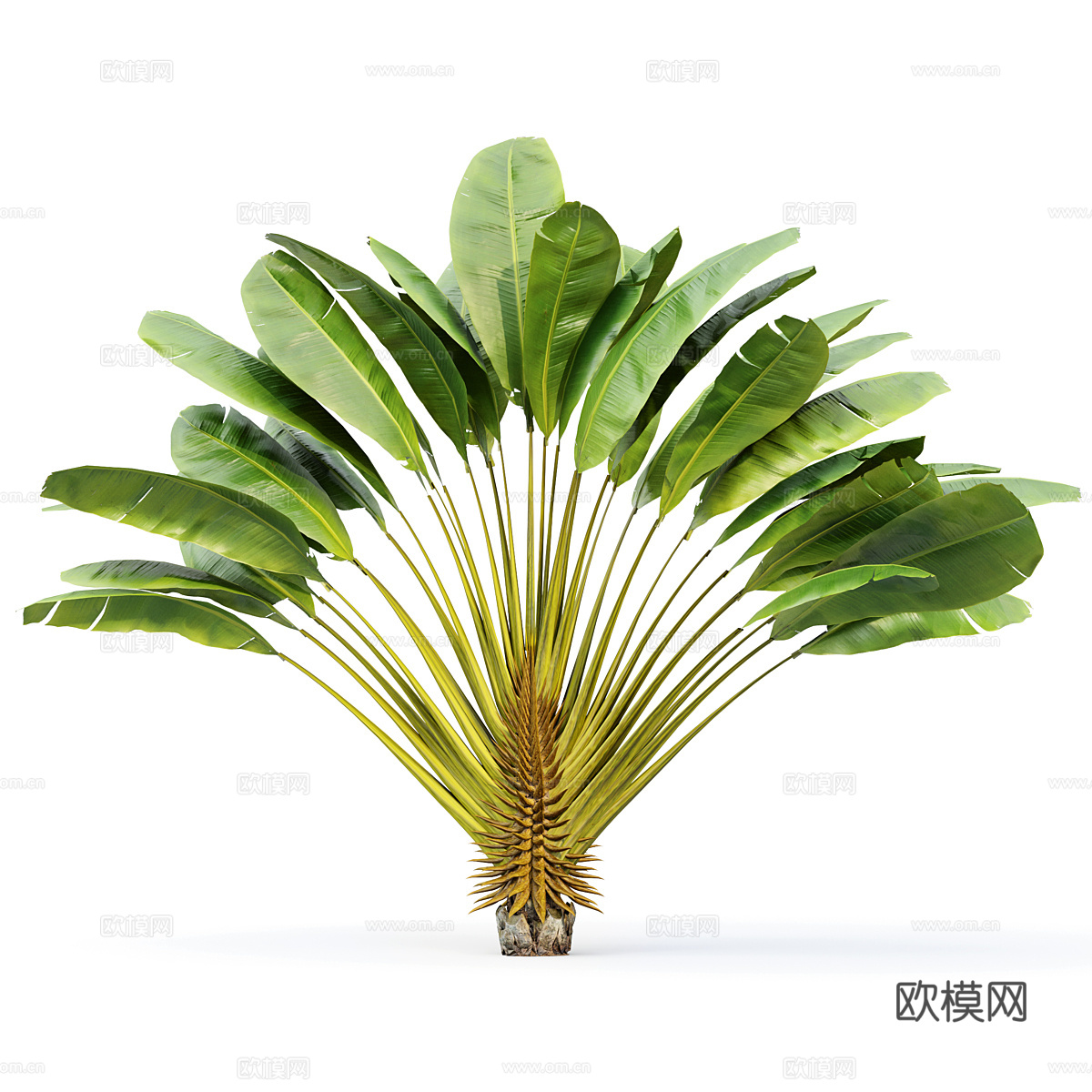 棕榈树 槟榔树3d模型