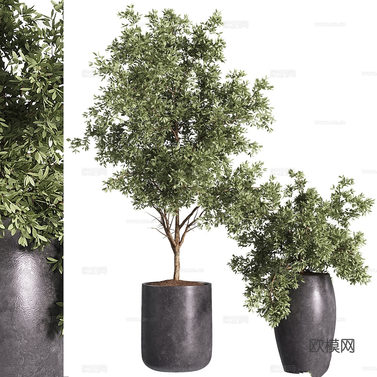 室内植物 - 32种盆栽植物3d模型