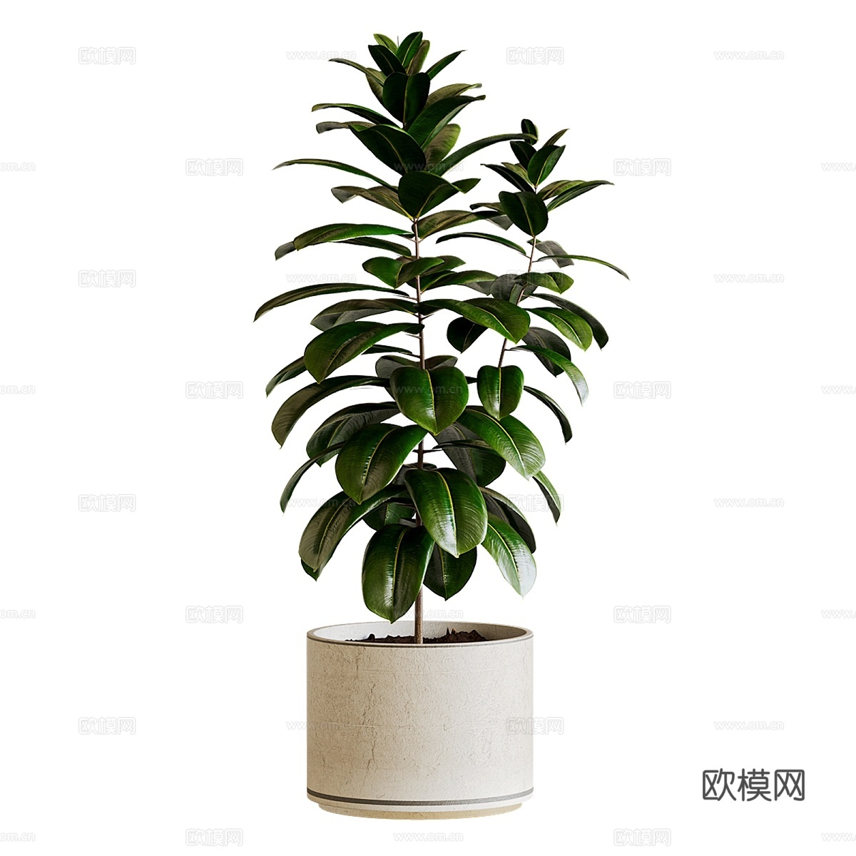 Ficus elastica 植物 TA 43d模型