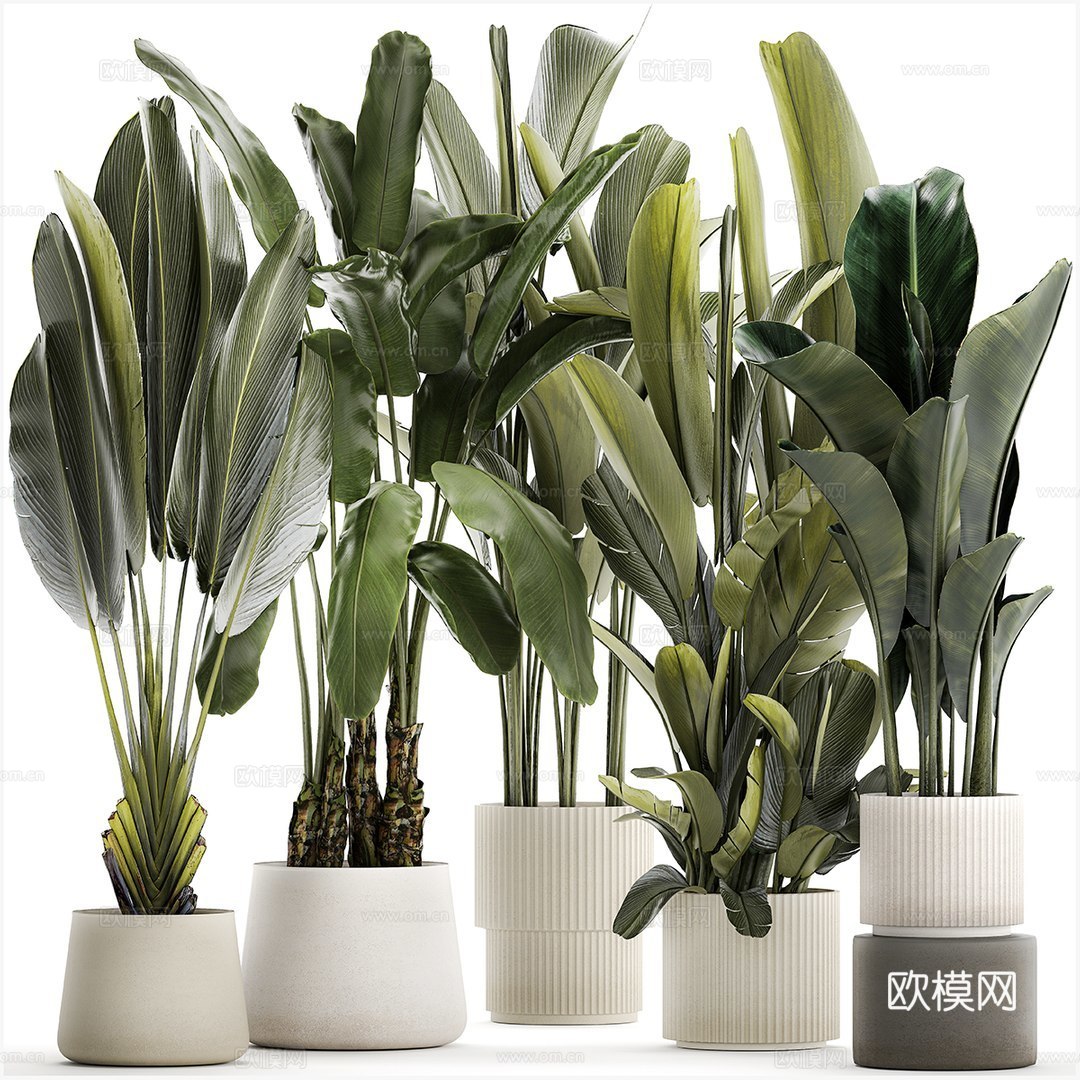 绿植盆栽3d模型