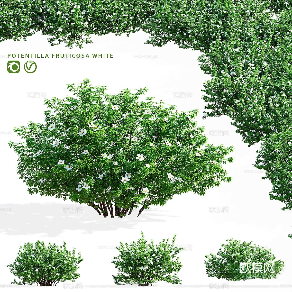Potentilla fruticosa3d模型