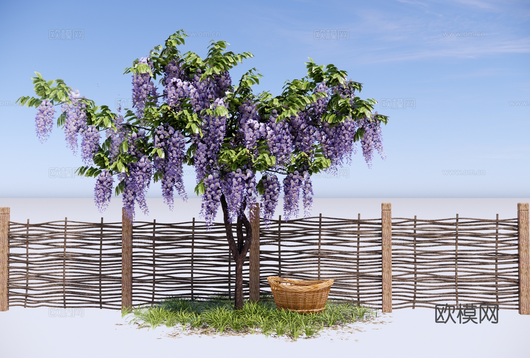 紫藤萝 串钱柳 开花植物 景观树 造景树 爬藤植物 竹编栅栏su模型