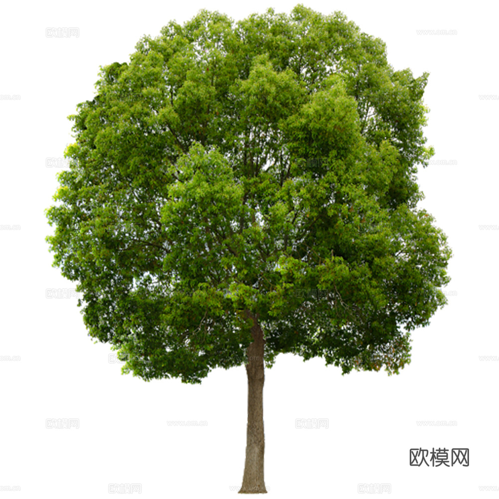 绿植 树 树木