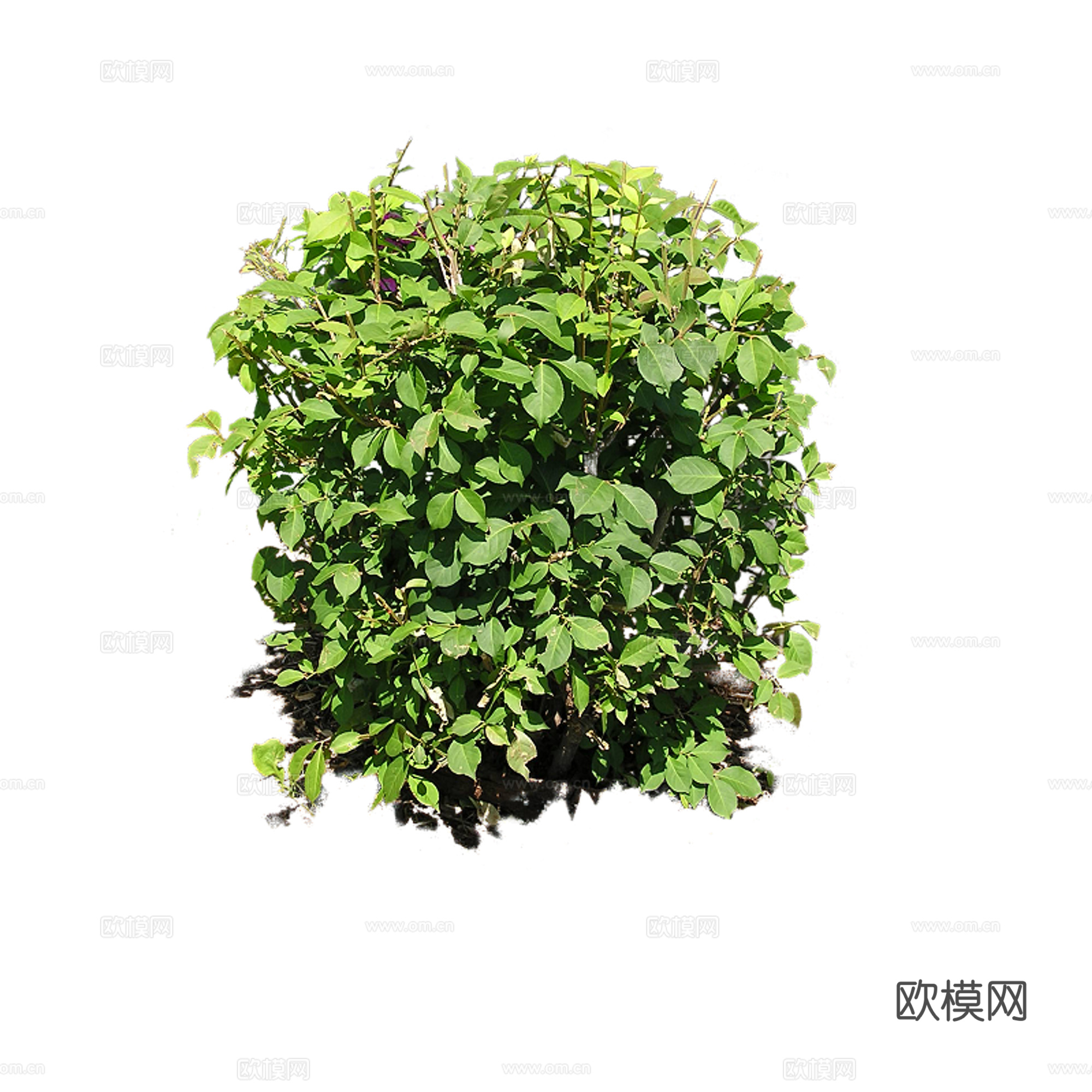 绿植 草丛