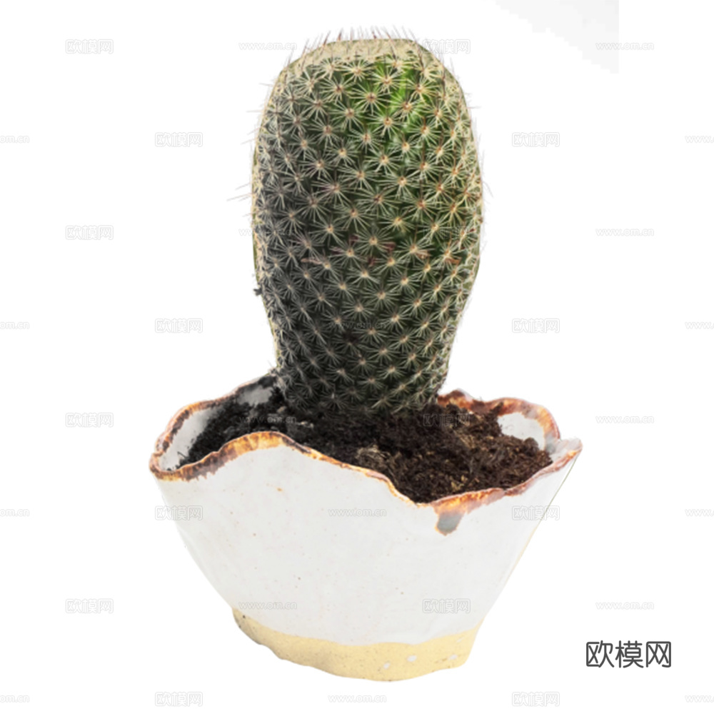 仙人掌  绿植下载