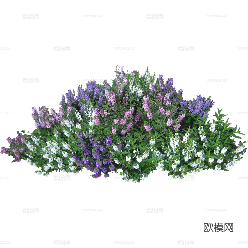 绿植 草丛