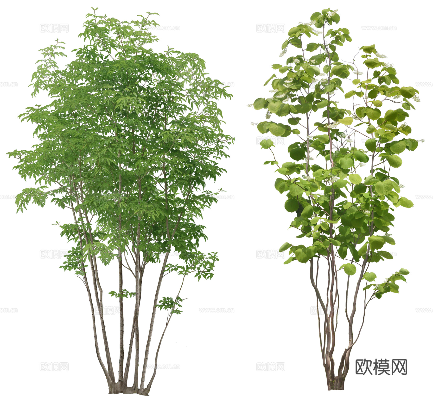 绿植 树 树木