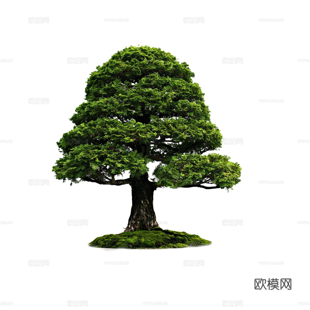 绿植 树 树木