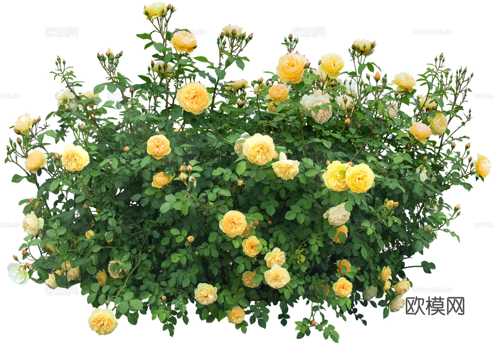 绿植 草丛 鲜花