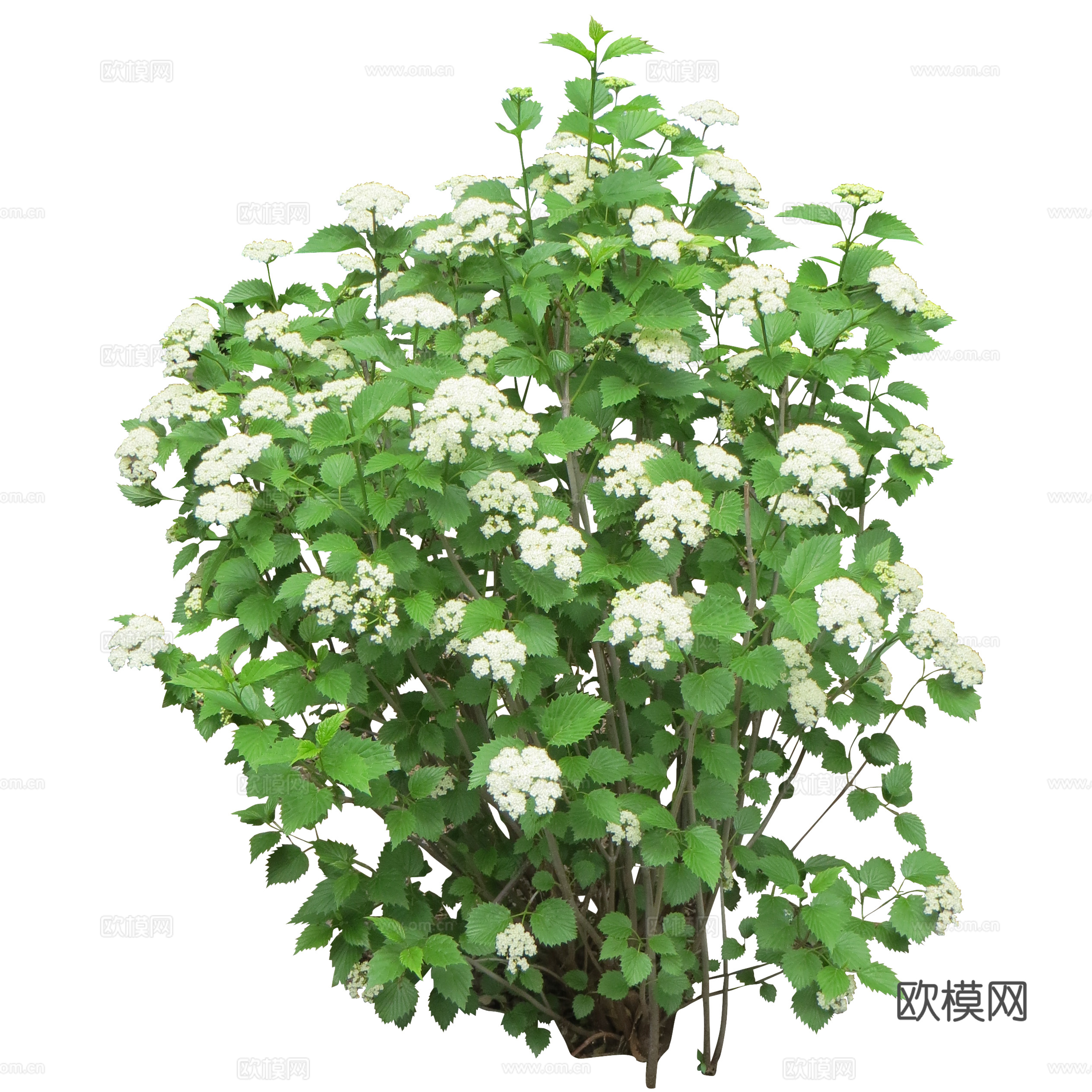 绿植 草丛 鲜花