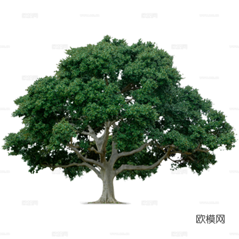 绿植 树 树木