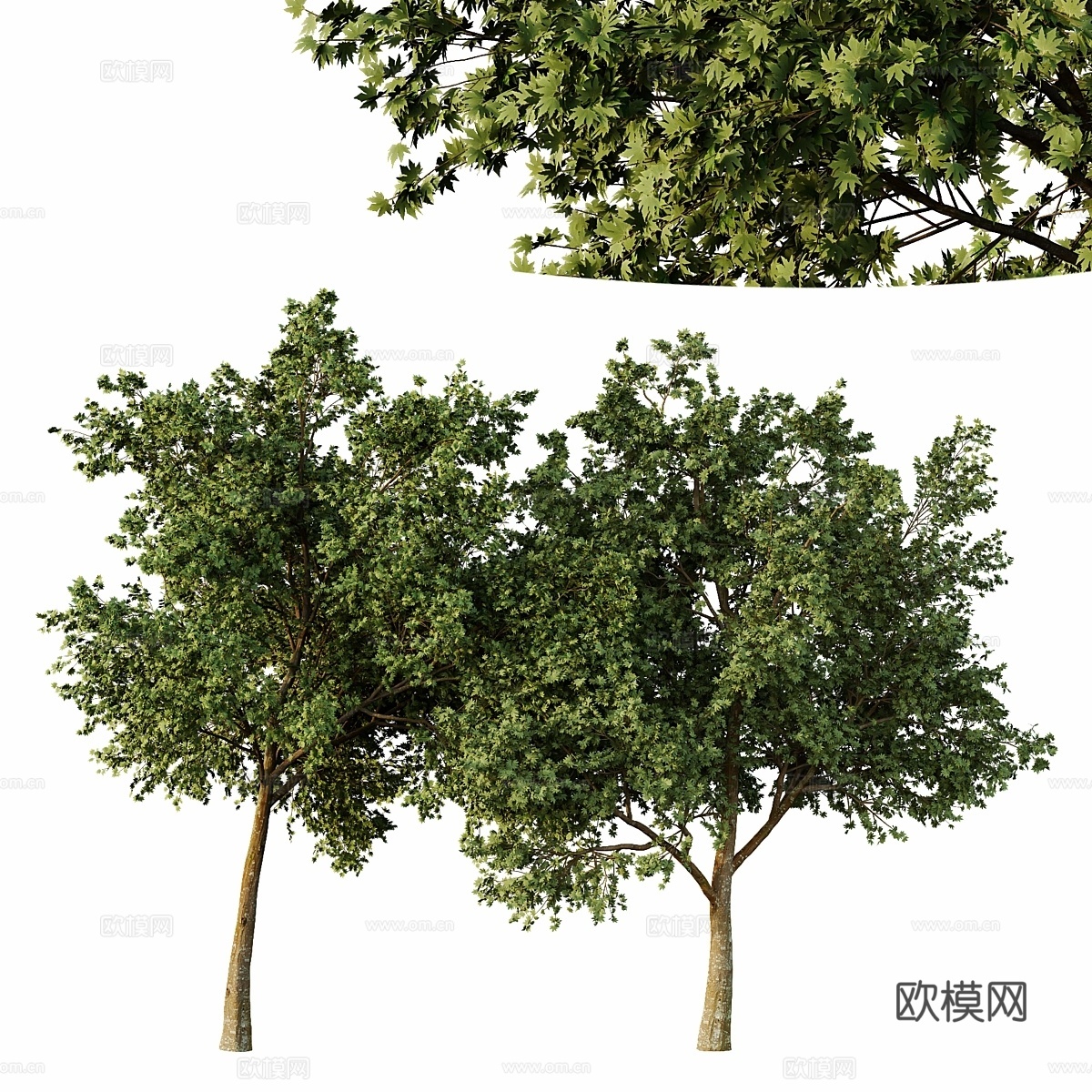 Acer pseudoplatanus 树013d模型