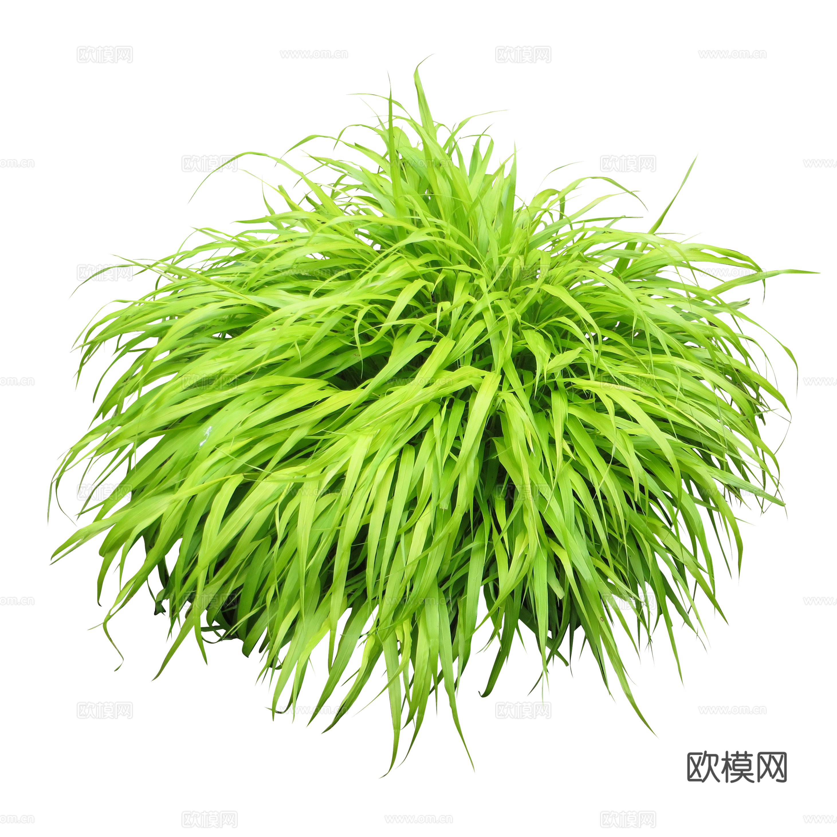 绿植 草丛