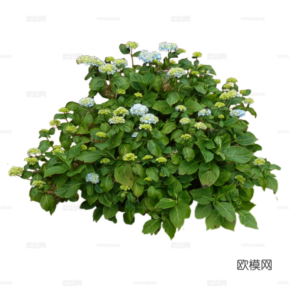 绿植 草丛 鲜花