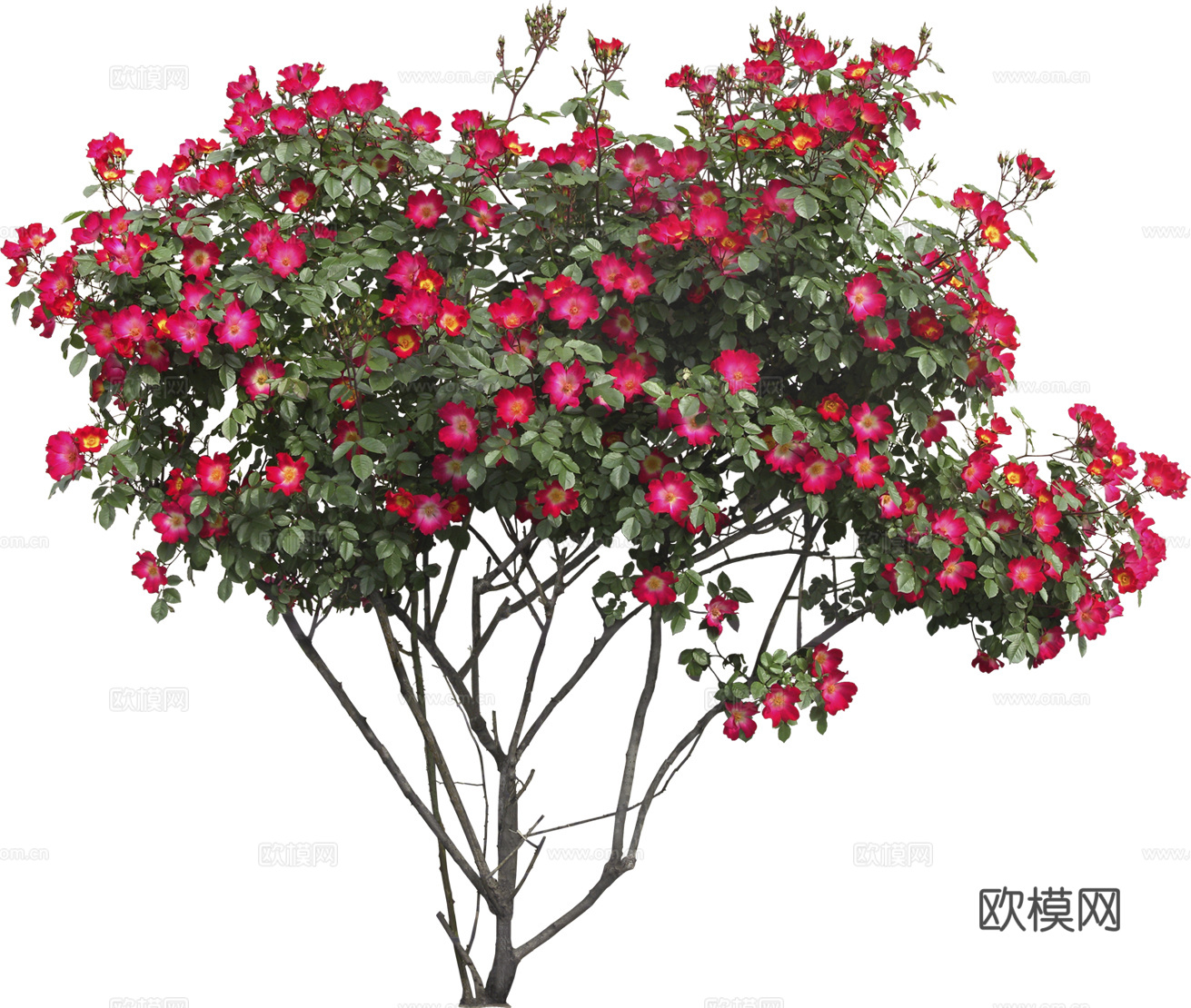 绿植 草丛 鲜花