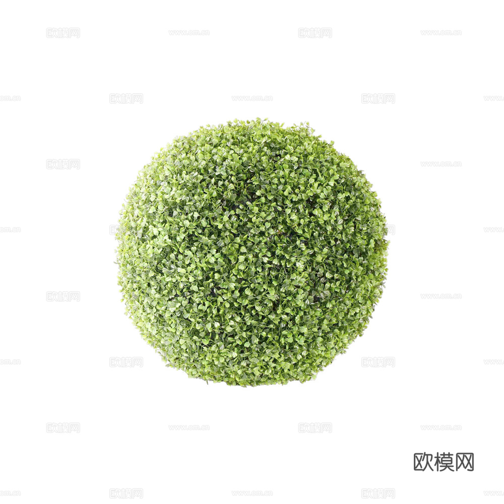 绿植 草丛