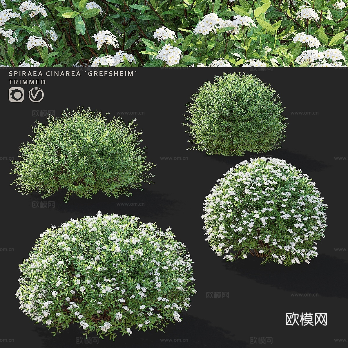 灰色绣线菊修剪灌木 Spiraea cinerea 嫁接3d模型下载