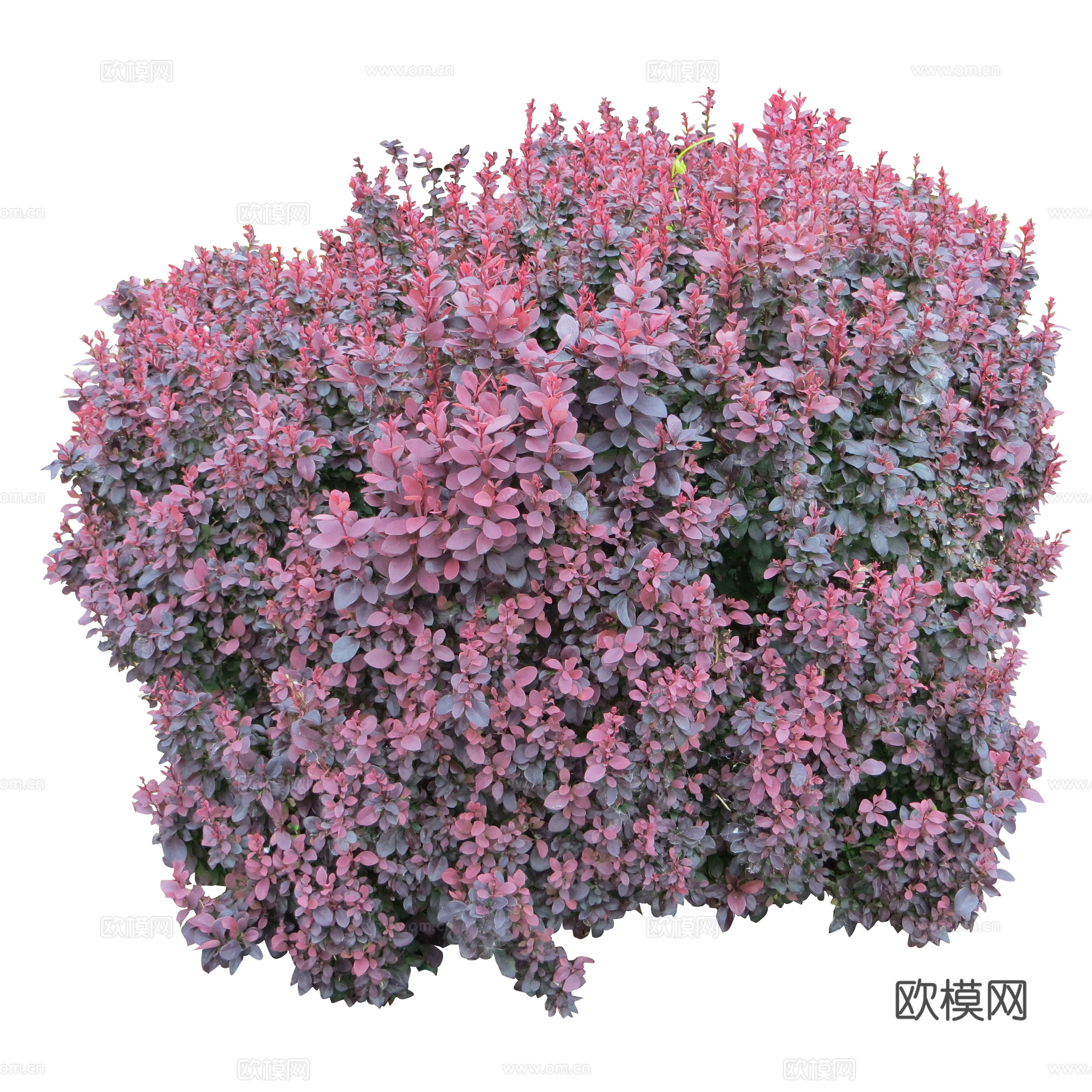 绿植 草丛