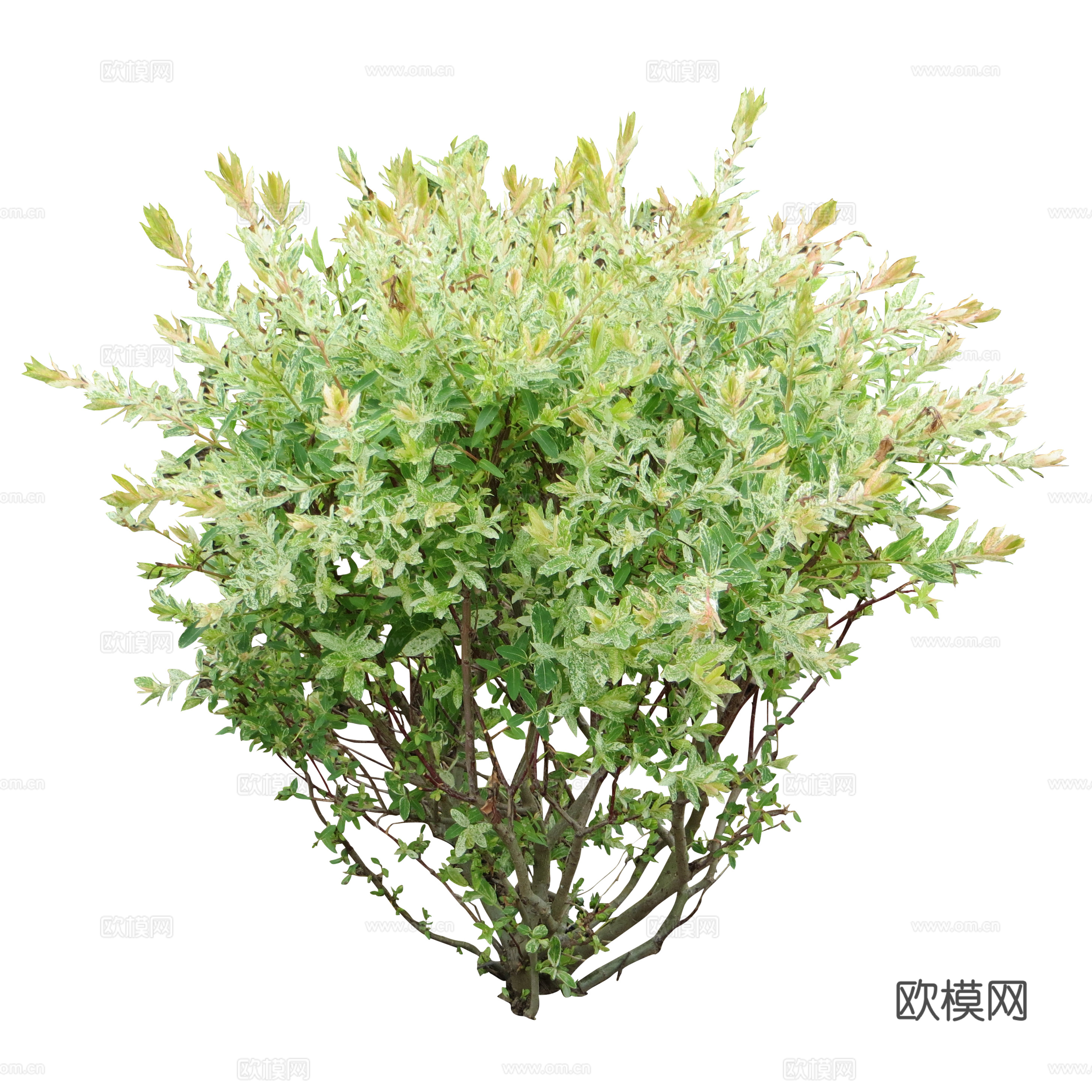 绿植 草丛