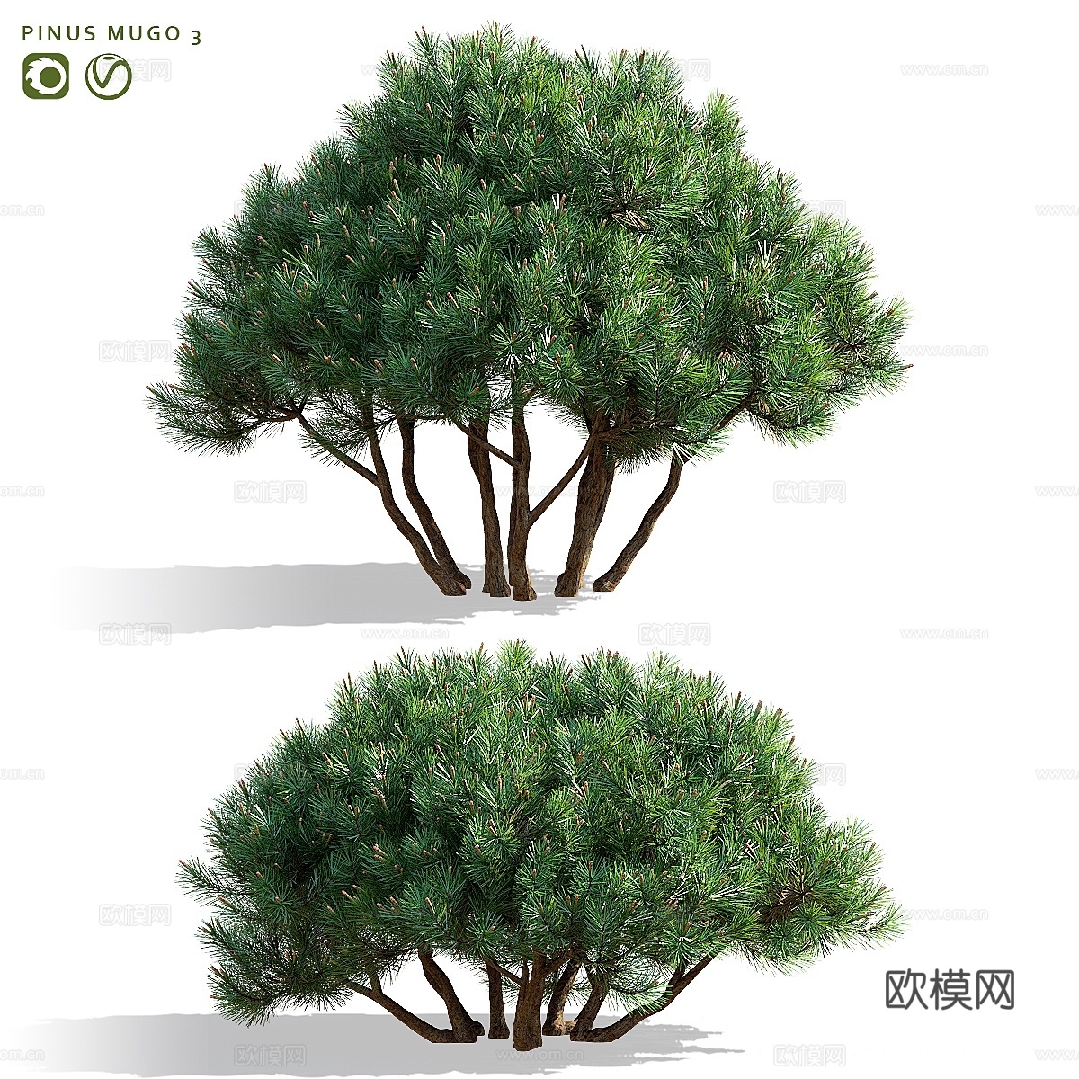 山松 Pinus mugo 33d模型