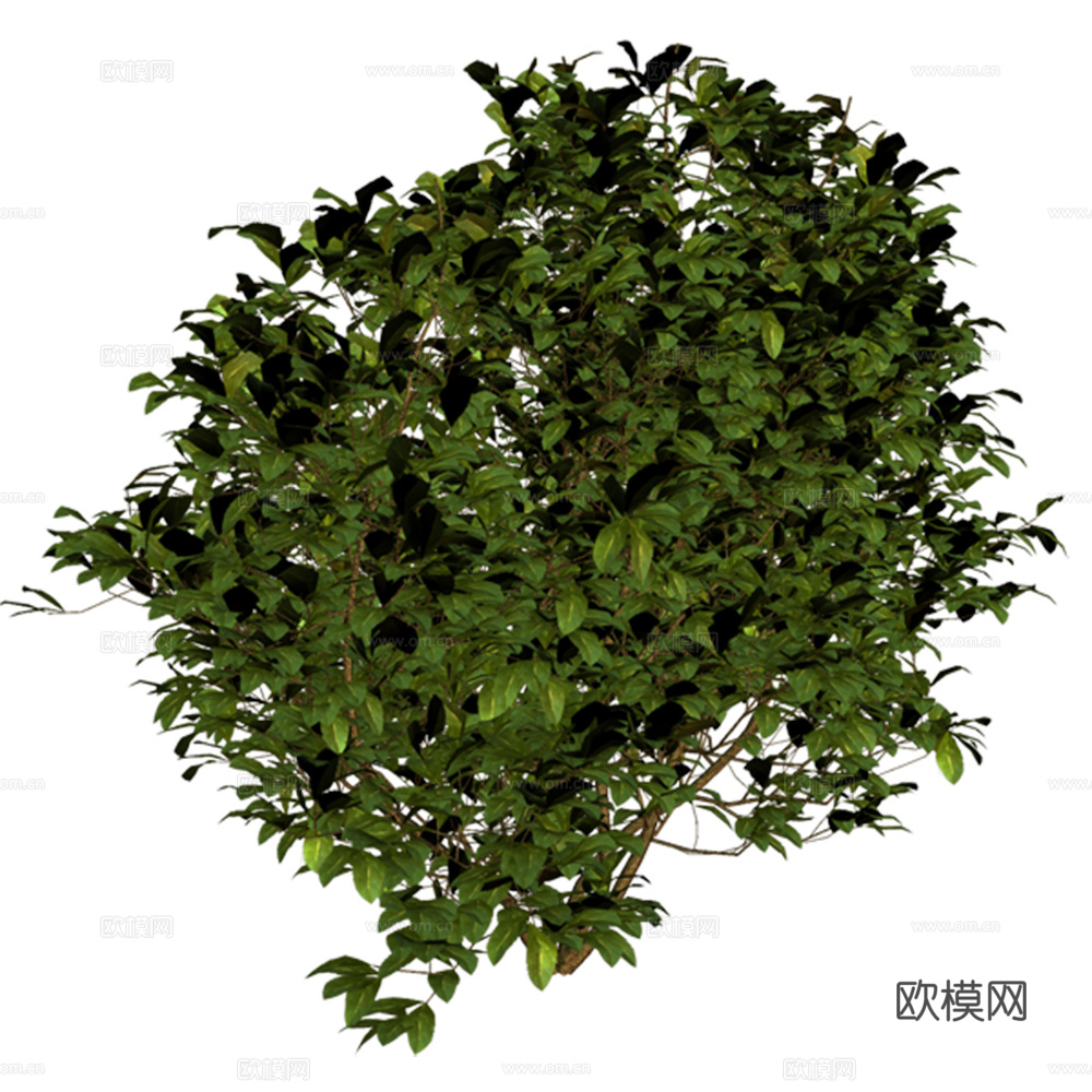 绿植 草丛