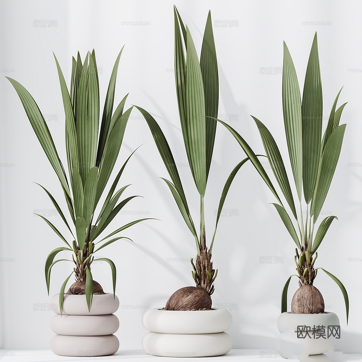 HQ 室内植物 椰子棕榈3d模型