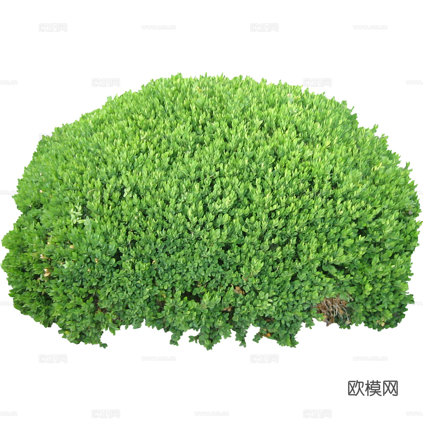 绿植 草丛