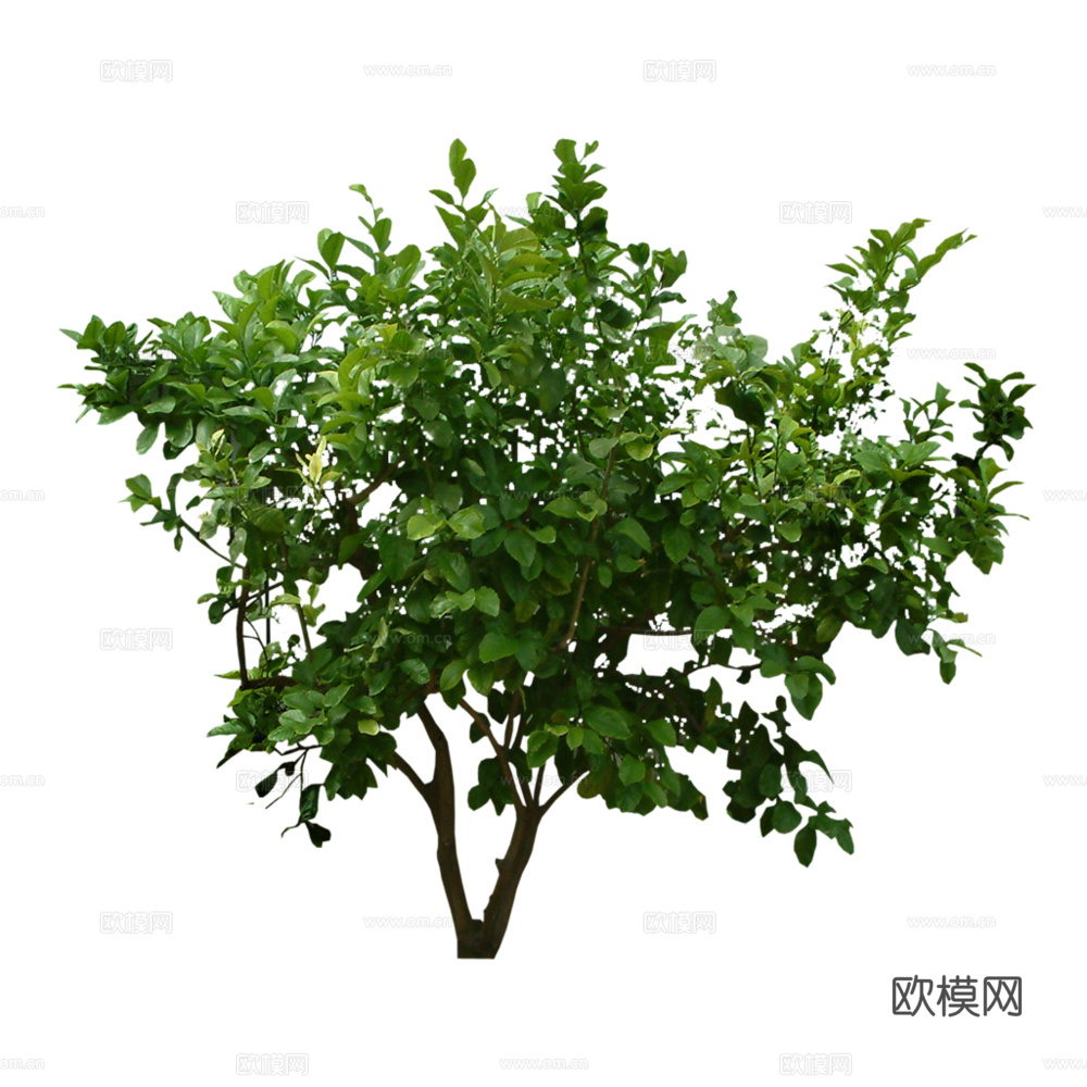 绿植 草丛