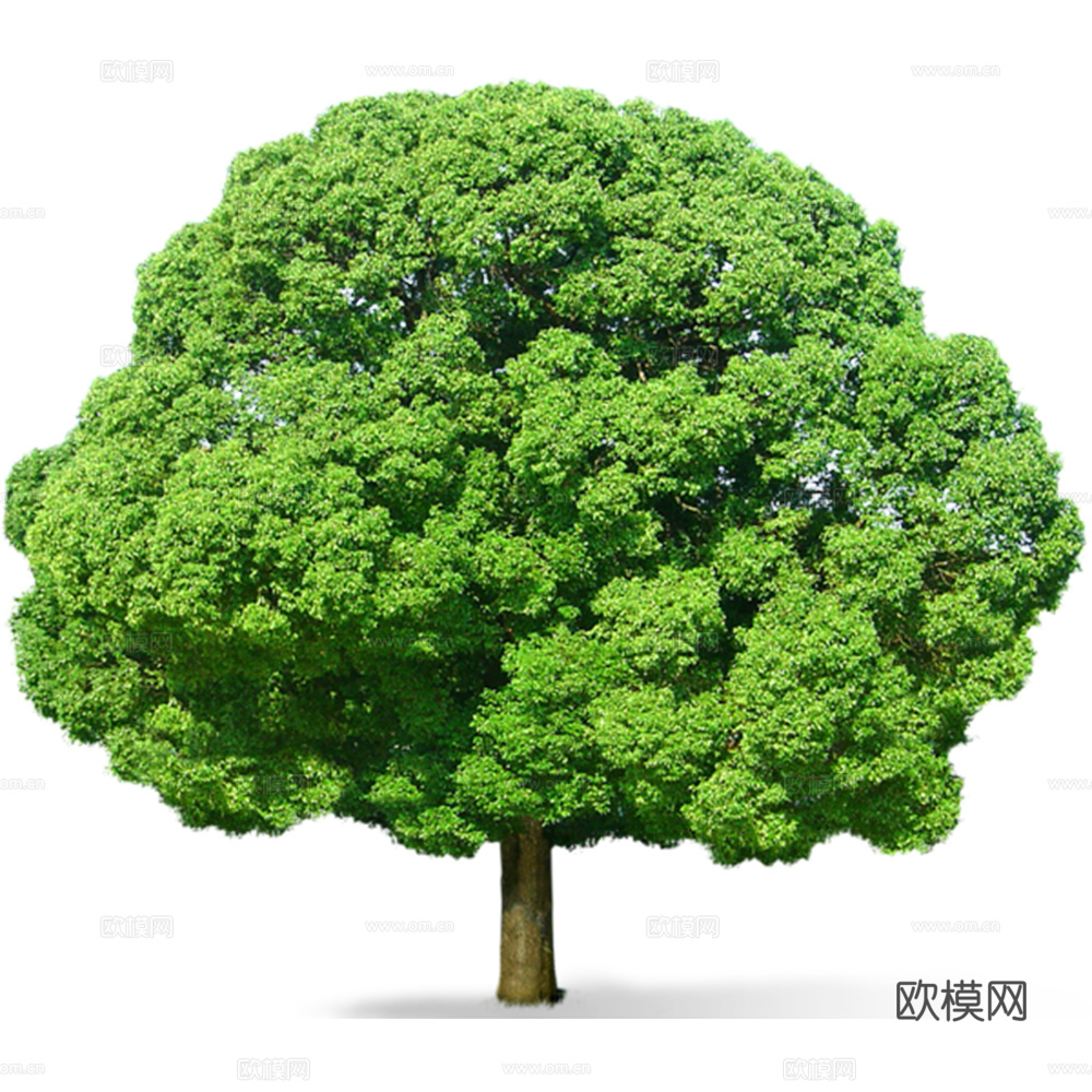绿植 树 树木