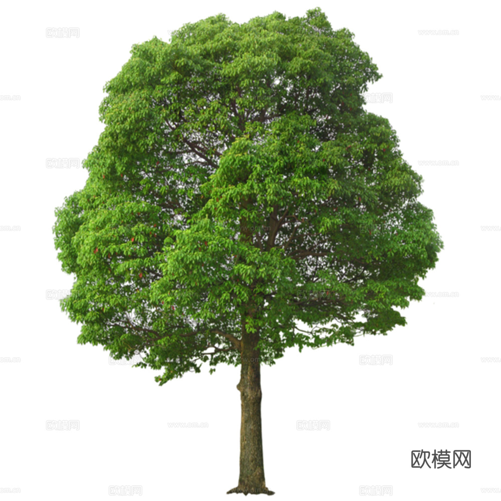 绿植 树 树木