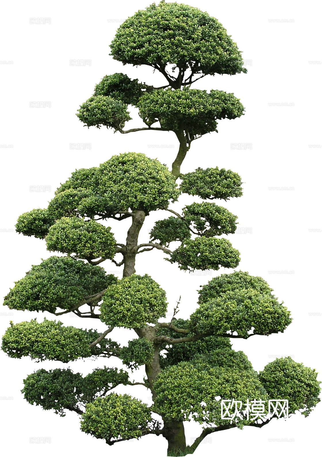 绿植 树 树木