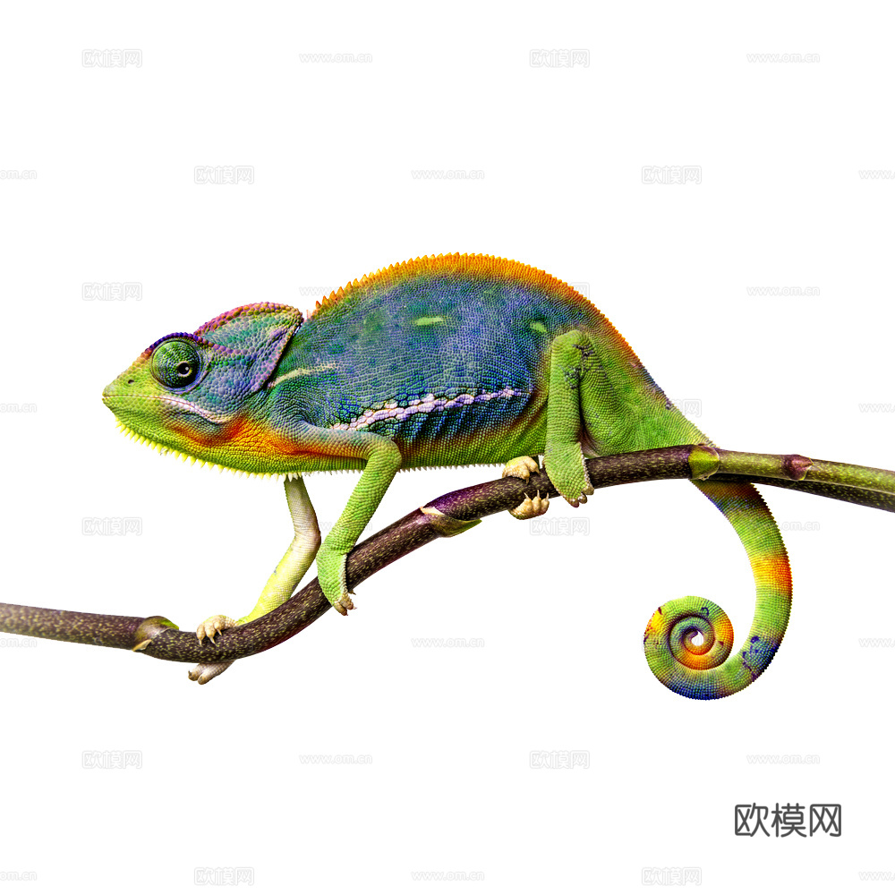变色龙 蜥蜴 动物