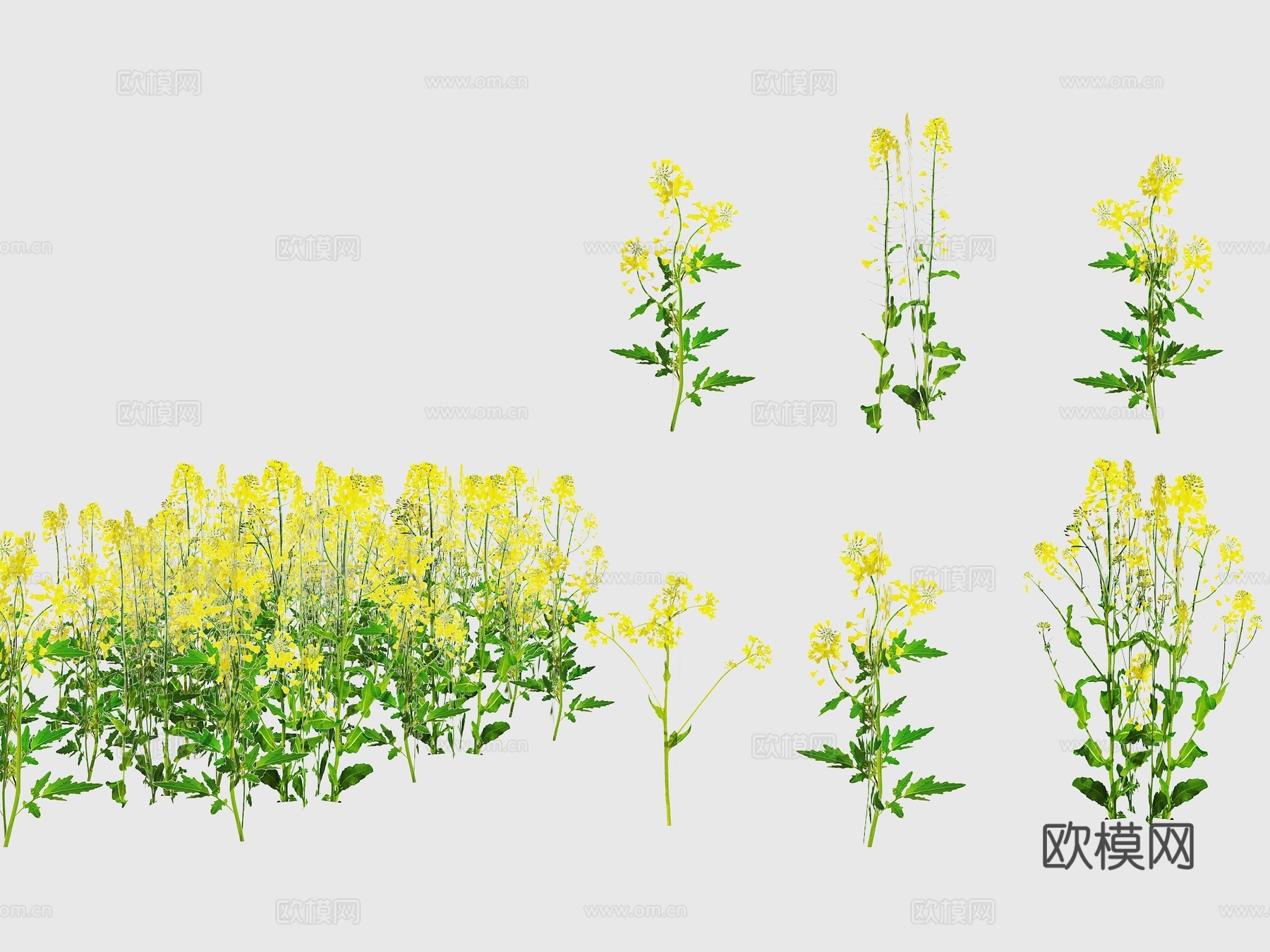 2D油菜花 鸟瞰油菜花素材 远景2D油菜花 油菜花田 观赏油3d模型