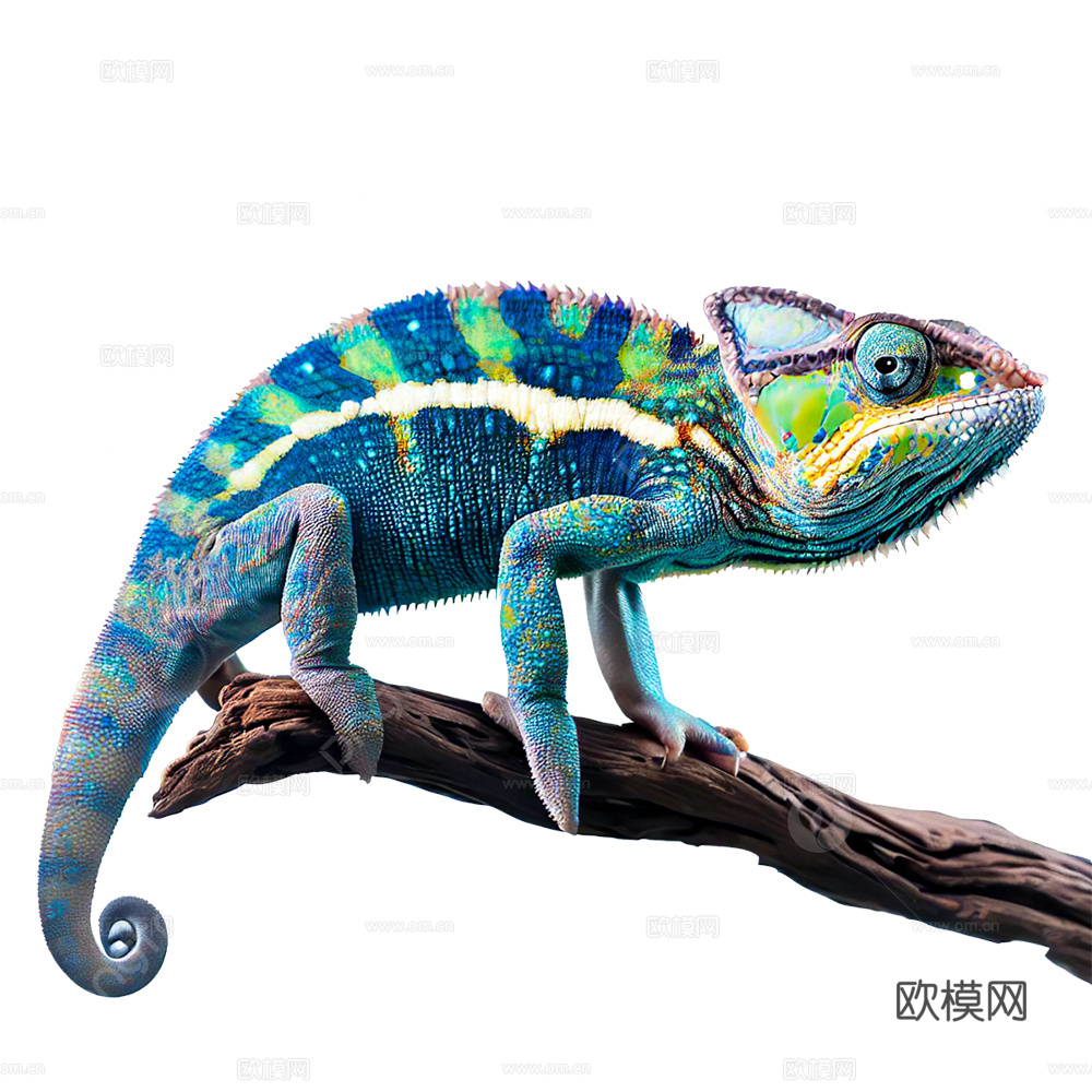 变色龙 蜥蜴 动物