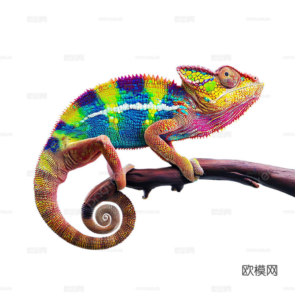 变色龙 蜥蜴 动物