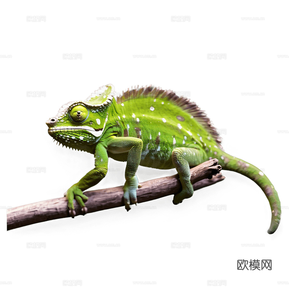 变色龙 蜥蜴 动物