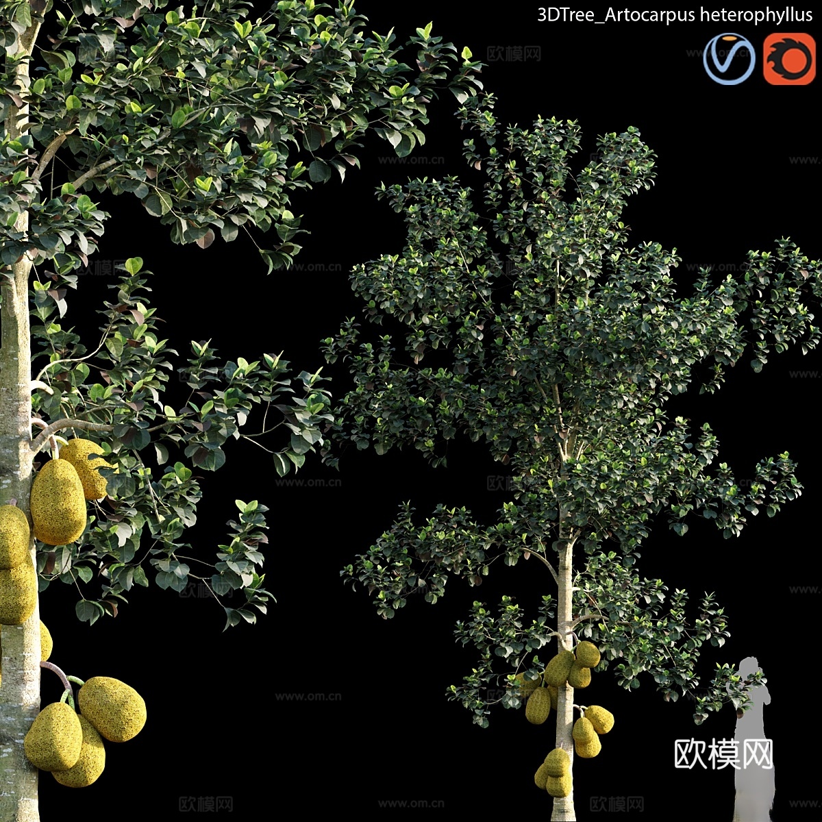 Artocarpus heterophyllus 013d模型