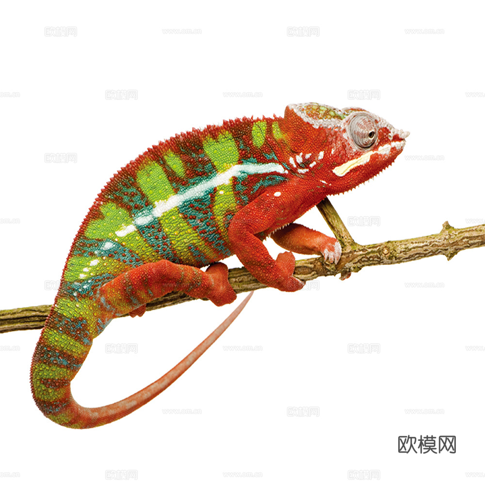 变色龙 蜥蜴 动物