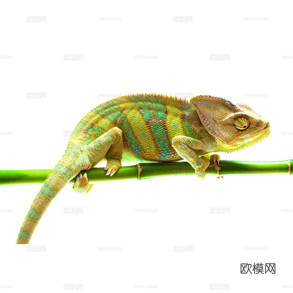 变色龙 蜥蜴 动物