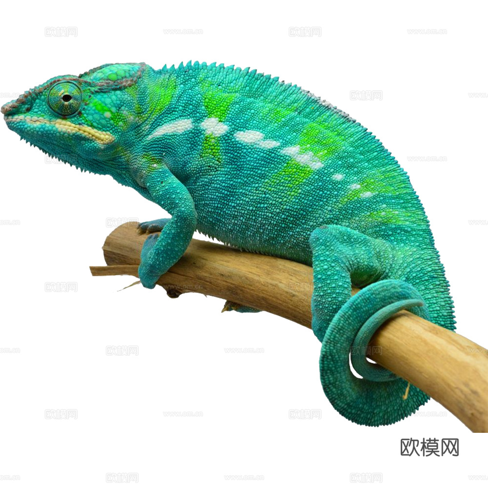 变色龙 蜥蜴 动物